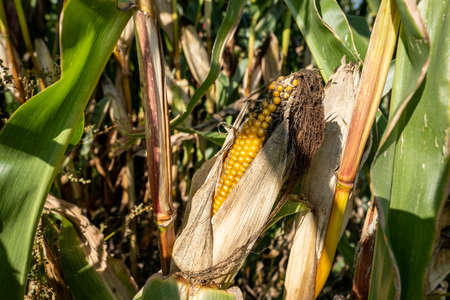 Corn plants in the natural environment in the fieldの写真素材