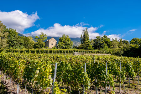 Landscape and Vineyards - Veyras, Switzerlandの写真素材