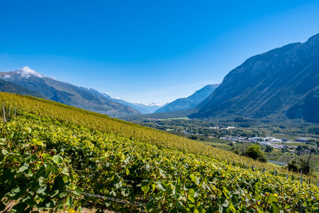 Panoramic view over the vineyards - MiÃ¨ge, Switzerlandの写真素材