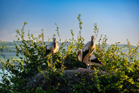 Storks in a nest on a hillside - Sempach, Switzerland