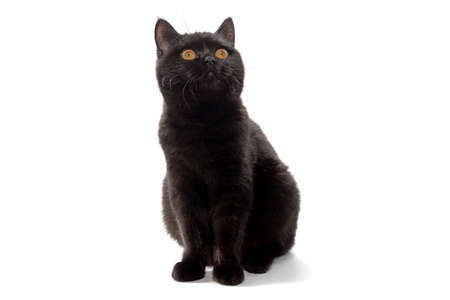 British black cat with yellow eyes on white backgroundの写真素材