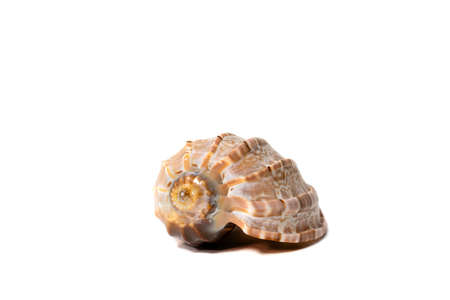 Close-up ocean snail shell on isolated white backgroundの写真素材