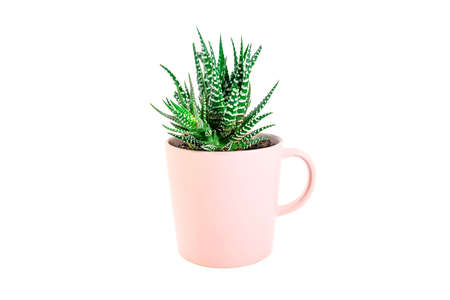 green Zebra plant succulent grows in ceramic tea cupの写真素材