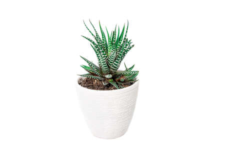green Zebra plant succulent in white ceramic potの写真素材