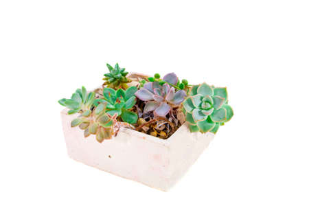 green houseplants echeveria succulents in square potの写真素材