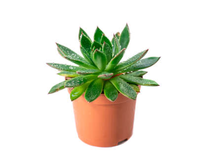 green houseplants echeveria succulents with water dropsの写真素材