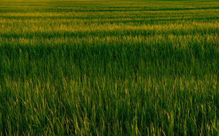 Summer season green grass background with copy space. Blades of grassの写真素材