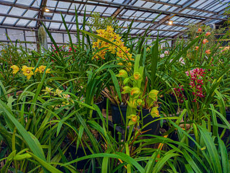 Greenhouse with orchids. Orchid farm is an agricultural industry. Beautiful floral for nature backgroundの写真素材