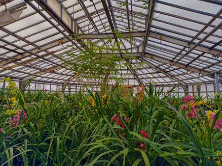 Greenhouse with orchids. Orchid farm is an agricultural industry. Beautiful floral for nature backgroundの写真素材