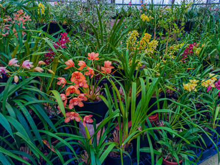 Greenhouse with orchids. Orchid farm is an agricultural industry. Beautiful floral for nature backgroundの写真素材