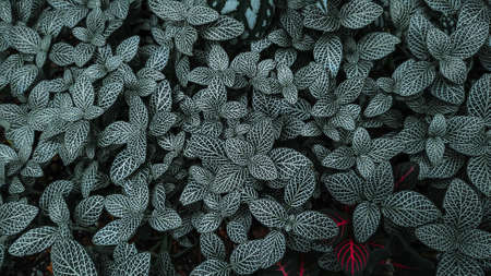 Fittonia albivenis in a forest. Botanical foliage texture background.の写真素材