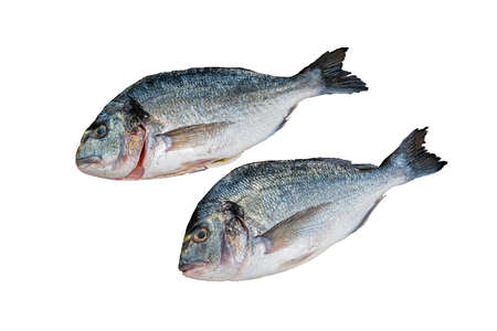 Fresh dorado fish isolated on white background .の写真素材
