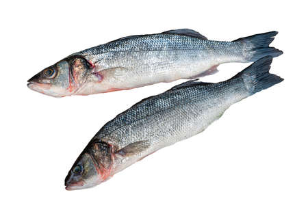 Sea bass fish isolated on white background