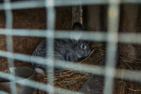 Grey rabbits in a cage at animal farmの写真素材