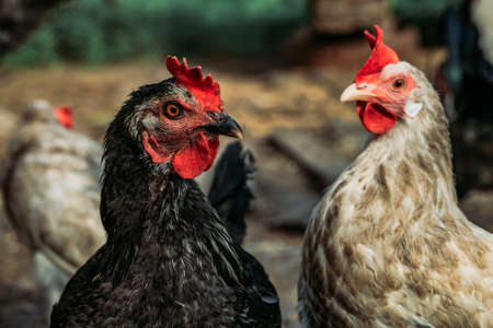 Domestic roosters and hens. Household poultry farming. poultry conceptの写真素材