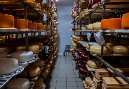 Wheels of cheese in a maturing storehouse dairy cellar on shelves. Cheese farmの写真素材