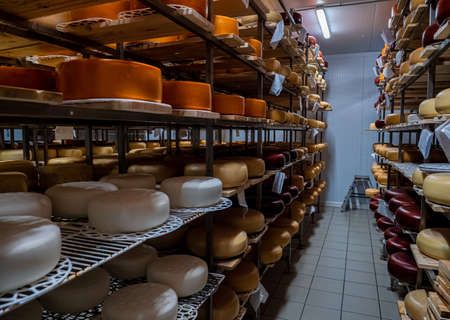 Wheels of cheese in a maturing storehouse dairy cellar on shelves. Cheese farmの写真素材