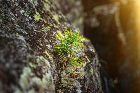 A small pine tree grows in stone. Taganai National Park, Russiaの写真素材