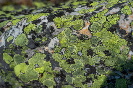 The old stone in the forest covered with moss and lichen. Macro. background of lichen moss stone. Boulder surfaceの写真素材