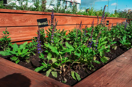 A community vegetable garden in the new city park. Plants in wooden boxes. The inscription 'Sage'.の写真素材