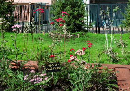 A community vegetable garden in the new city park. Yarrow or Achillea millefolium. Small white and pink grassland flowers. Inscription Yarrowの写真素材