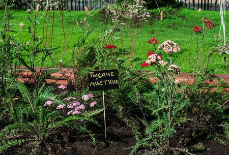 A community vegetable garden in the new city park. Yarrow or Achillea millefolium. Small white and pink grassland flowers. Inscription Yarrowの写真素材