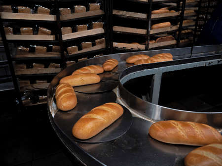 Conveyor belt with freshly baked bread. Production at the bakery.