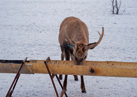 Red deer eat from the feeder. Young deer with beautiful antlers.の写真素材