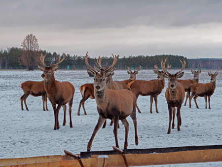 A group of red deer in winter. Young deer with beautiful antlers. Red deer at the feeding troughの写真素材