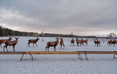 A group of red deer in winter. Young deer with beautiful antlers.の写真素材