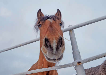 Red horse on the farm. The horse stands in the corral. Close-up of the horses headの写真素材