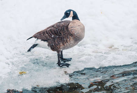 A goose brushes its feathers in the snow. A winter lake shore. A wintering birdの写真素材