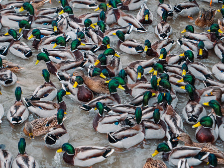 Hordes of hungry ducks on Lake Nizhny Kaban in Kazan. A fight between ducks for food.の素材 [FY310182963245]