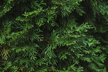Green thuja branches. Thuja green branch close-upの写真素材