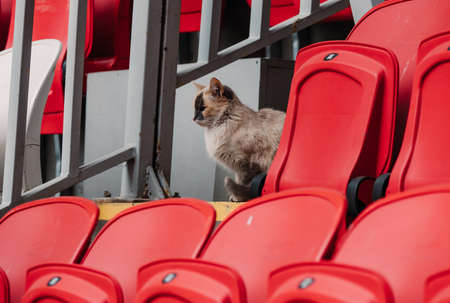 A beautiful cat in a football stadium. The cat is a sports fanの写真素材