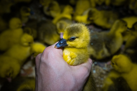 Goose in a farmer's hand. Little yellow geese on a bird farm. Cute fluffy goslings. Farm animals.の写真素材