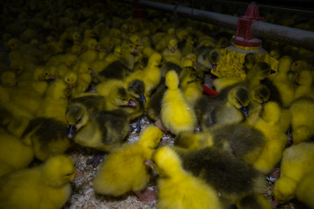 Little yellow geese on a bird farm. Cute fluffy goslings. Farm animals.の写真素材