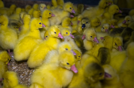 Little yellow geese on a bird farm. Cute fluffy goslings. Farm animals.の写真素材
