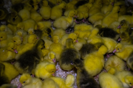 Little yellow geese on a bird farm. Cute fluffy goslings. Farm animals.の写真素材