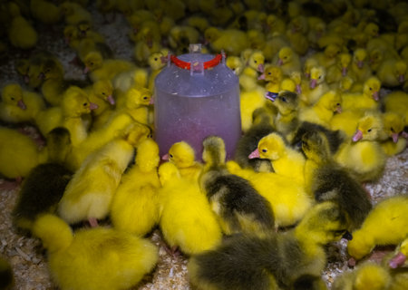 Geese near the drinker. Little yellow geese on a bird farm. Cute fluffy goslings. Farm animals.