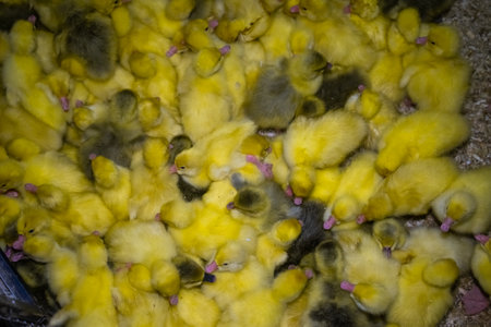 Little yellow geese on a bird farm. Cute fluffy goslings. Farm animals.の写真素材