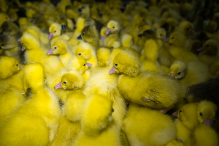 Little yellow geese on a bird farm. Cute fluffy goslings. Farm animals.の写真素材