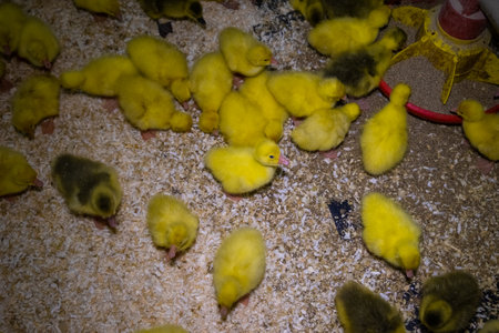 Little yellow geese on a bird farm. Cute fluffy goslings. Farm animals.の写真素材