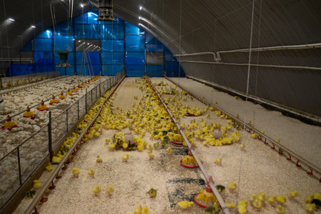 The modern and new automated integrated poultry farm. Little yellow geese on a bird farm. Cute fluffy goslings. Farm animals.の写真素材