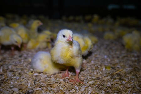 The little chickens in the smart farming. Newborn baby chicksの写真素材