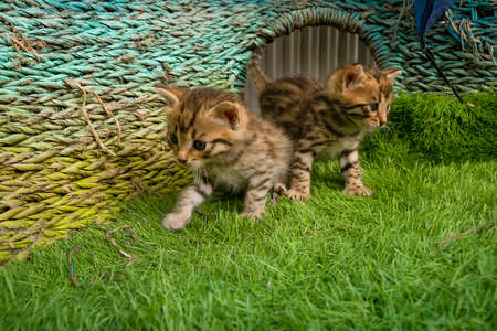 Bengal kittens on green grass. A cute spotted kittens outdoors in the grass.の写真素材