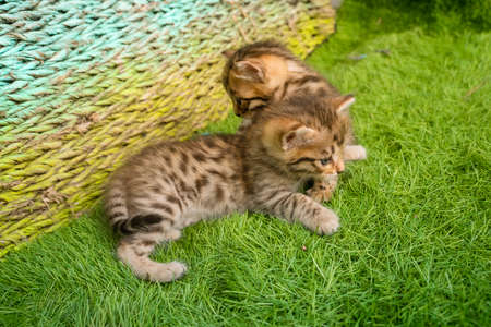 Bengal kittens on green grass. A cute spotted kittens outdoors in the grass.の写真素材