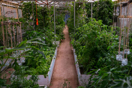 The greenhouse from the inside . Many green plants after watering. Perspective pictureの写真素材