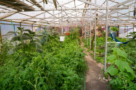 The greenhouse from the inside . Many green plants after watering. Perspective pictureの写真素材