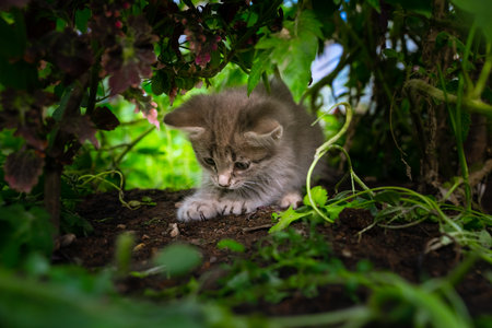 Kitty playing in the garden. Gray fluffy cat in flower bed. Cute little kitten in the garden.の写真素材